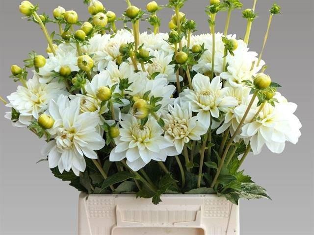 <h4>DAHLIA DE 'WHITE ONESTA'</h4>