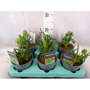 Albuca spiralis 'Frizzle Sizzle'