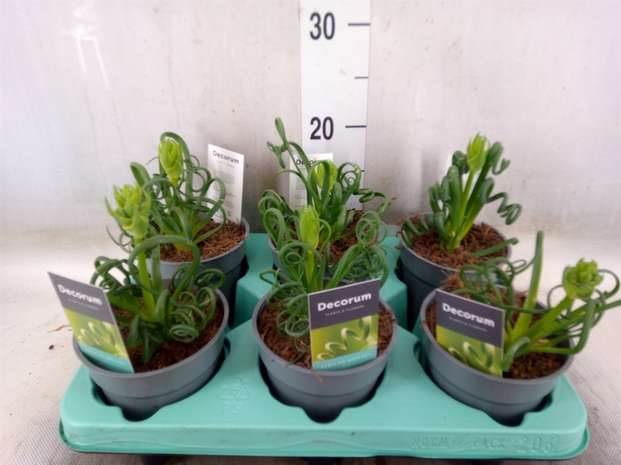 <h4>Albuca spiralis 'Frizzle Sizzle'</h4>
