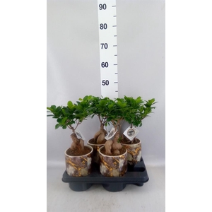 Ficus microcarpa 'Ginseng'