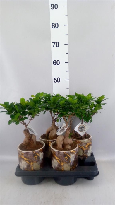 <h4>Ficus microcarpa 'Ginseng'</h4>