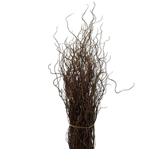 Salix Kronkelwilg