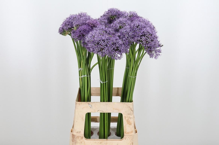 <h4>Allium Kleinbloemig</h4>