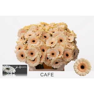 GE MI CAFE