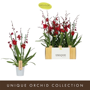 Nelly Isler Red Velvet 3 spike
