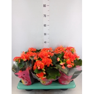 Begonia elat. DU 'Reina'