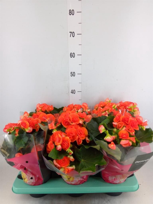 <h4>Begonia elat. DU 'Reina'</h4>