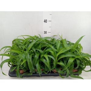 Chlorophytum com. 'Green Bonnie'