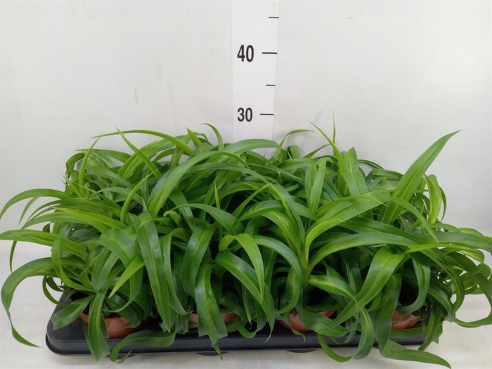 <h4>Chlorophytum com. 'Green Bonnie'</h4>