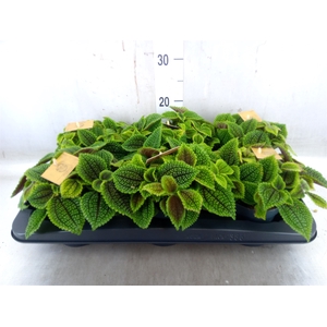 Pilea alumi