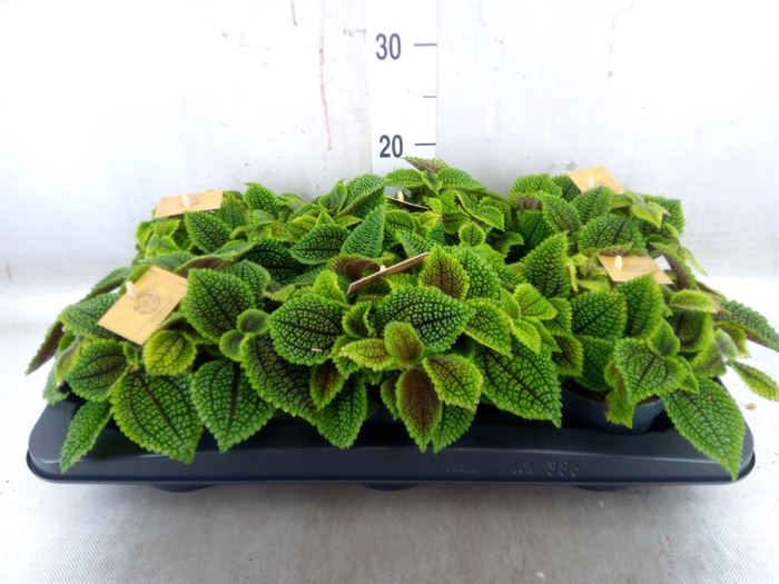 <h4>Pilea alumi</h4>