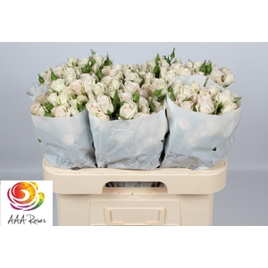 R TR ROYAL PORCELINA