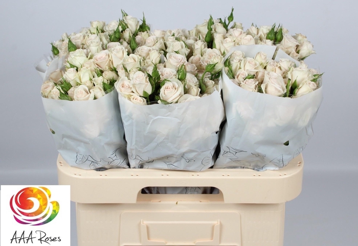 <h4>R TR ROYAL PORCELINA</h4>