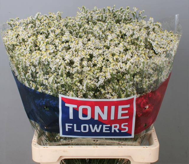 <h4>Limonium Clear Diamond Tonie</h4>