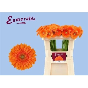 Ge Mi Cuby 07 CM,(NL),MPS A,(20)