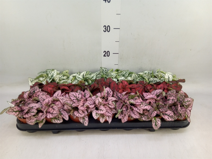 <h4>Hypoestes phyllo.   ...mix</h4>