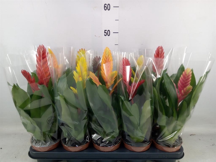 <h4>Vriesea ...mix 6</h4>