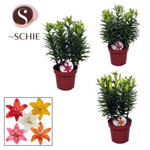 <h4>Aziaat Mix 4pp</h4>