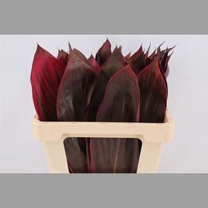 Cordyline Red leaf