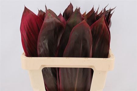 <h4>Cordyline Red leaf</h4>