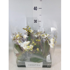 Phalaenopsis multi.   ...white