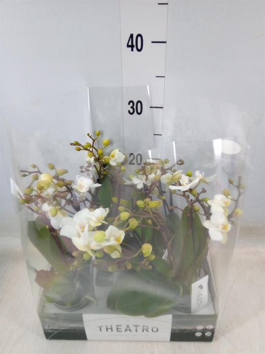 <h4>Phalaenopsis multi.   ...white</h4>