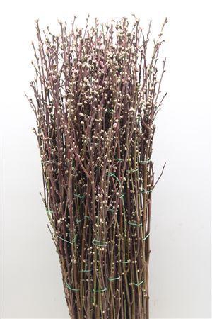 <h4>Perzikbloesem Lang</h4>