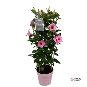Mandevilla Sundaville Cream Pink in toren (Dipladenia)