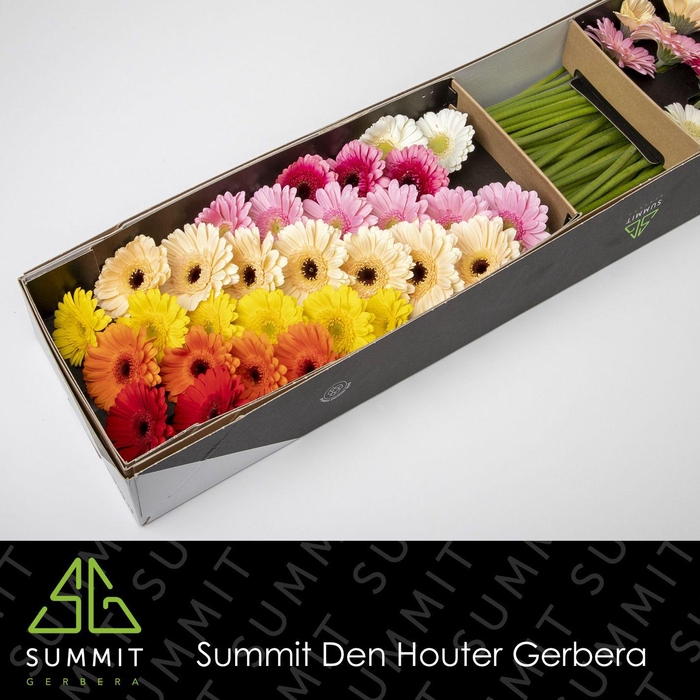 <h4>Germini Mix Diagonaal Doos</h4>