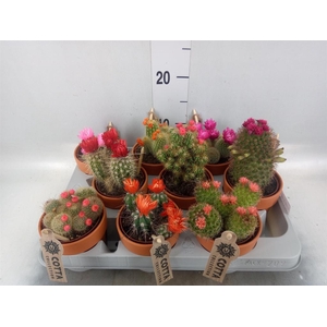 Cactus   ...decorated