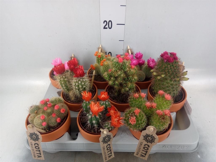 <h4>Cactus   ...decorated</h4>