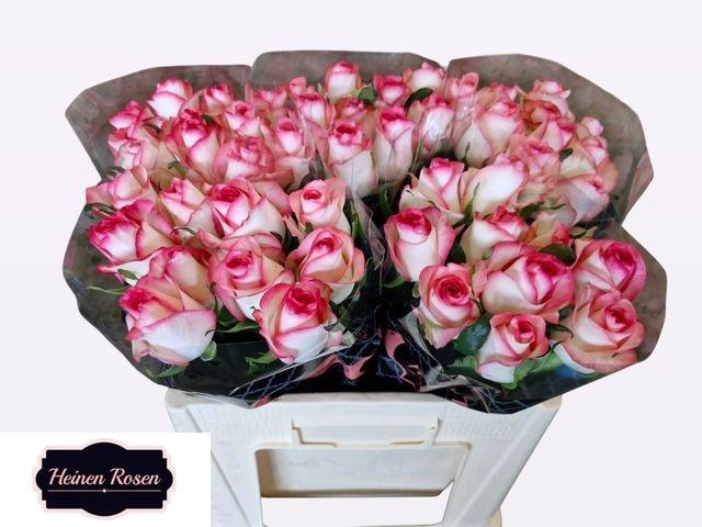 <h4>R Gr Jumilia</h4>