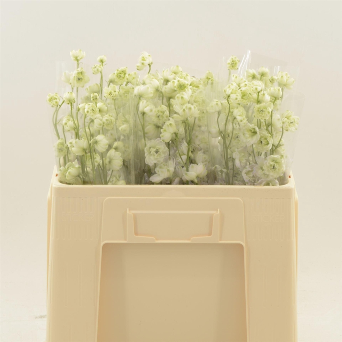<h4>Delphinium Lady</h4>