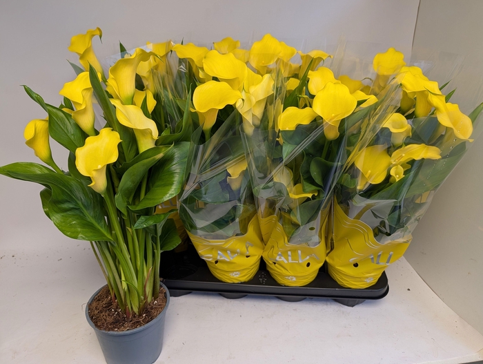 <h4>ZANT CAPT SOLO</h4>