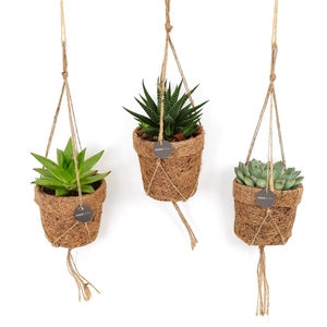 Kokopot string 10 cm Succulent mix