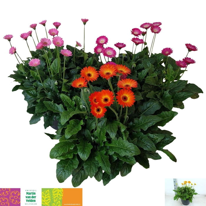 <h4>GERB GARVIN GEM</h4>