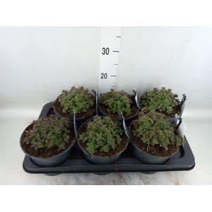 Nepeta faassenii  'Purrsian Blue'