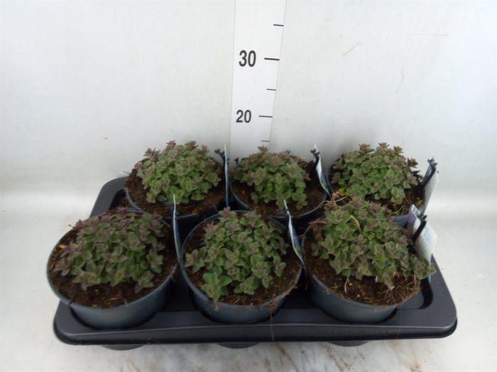 <h4>Nepeta faassenii  'Purrsian Blue'</h4>