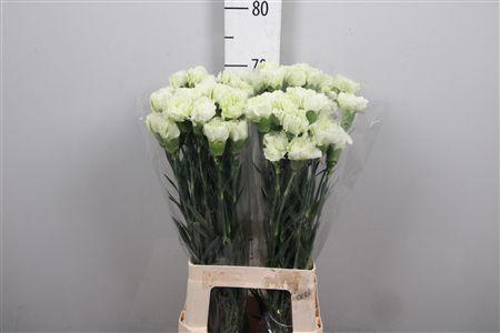 <h4>Di St Prado Mint</h4>