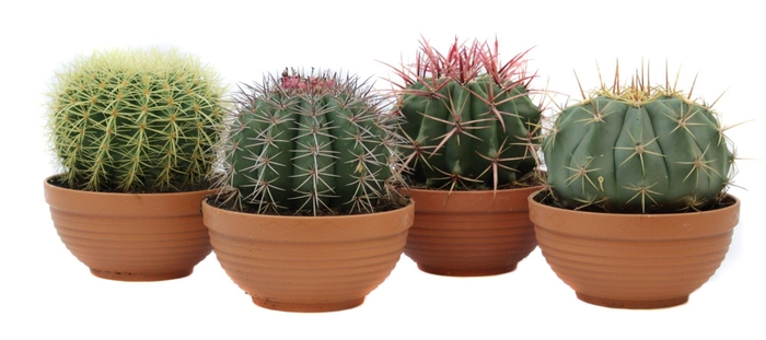 <h4>Cactus canarias schaal 19 cm</h4>