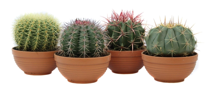 <h4>Cactus canarias schaal 19 cm</h4>