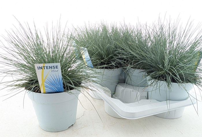 <h4>FEST GL INTENSE BLUE</h4>