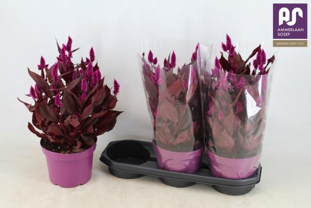 <h4>CEL MYSTIC SHADES</h4>