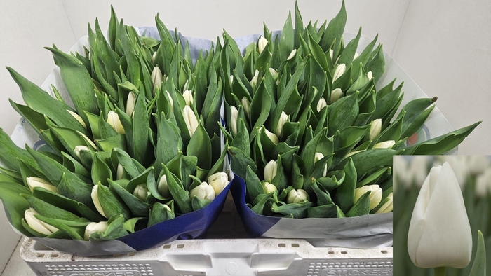 <h4>TU EN WHITE PRINCE</h4>