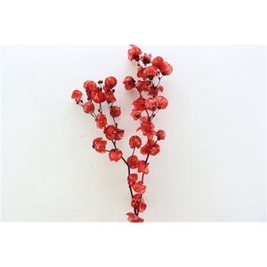Dried Bougainvillea X5 55cm Red Bunch