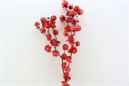 <h4>Dried Bougainvillea X5 55cm Red Bunch</h4>