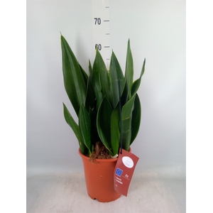 Sansevieria trifa.   ...