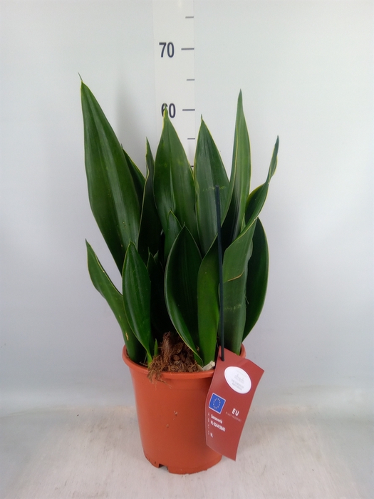 <h4>Sansevieria trifa.   ...</h4>