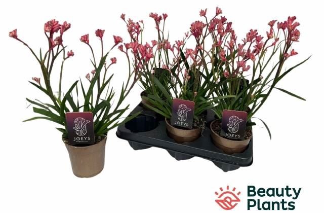 <h4>Anigozanthos   ...</h4>