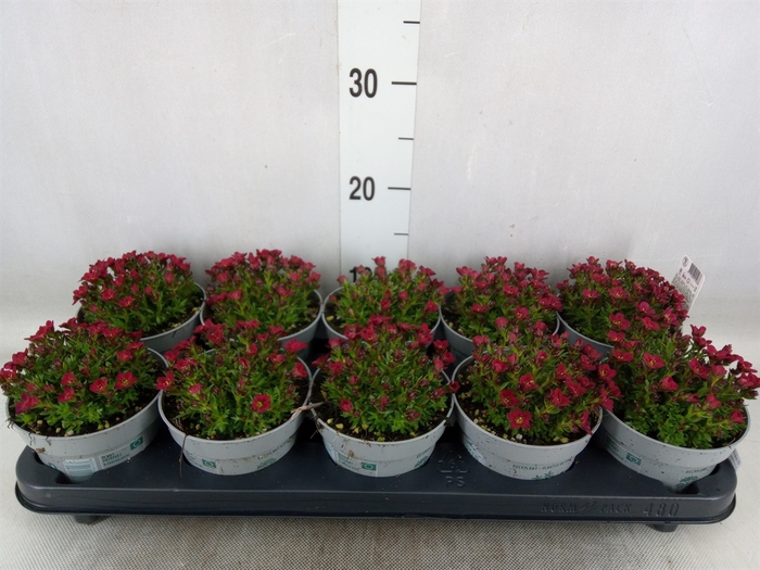 <h4>Saxifraga   ..kamerplant</h4>